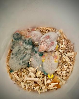 Parrocchetti Monaci Da Imbecco