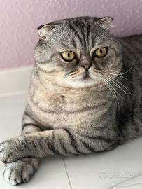 Disponibile per accoppiamento