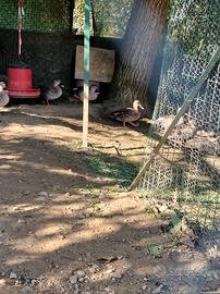 Anatre ornamentali germani