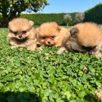 Volpino di Pomerania Pedegree Enci