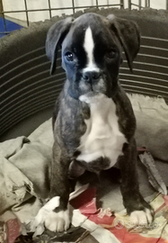 Cuccioli di Boxer