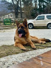 Cane pastore tedesco di 2 anni con pedigree