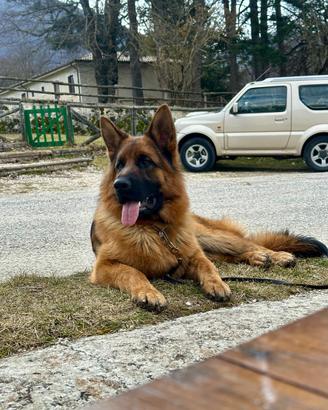 Cane pastore tedesco di 2 anni con pedigree