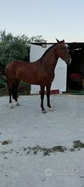 Puledra Pre