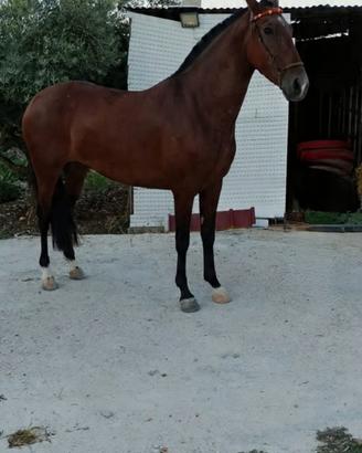 Puledra Pre