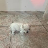 Ultimo maschietto maltese