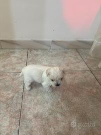 Ultimo maschietto maltese