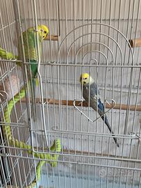 Coppia cocorite razza Rembow