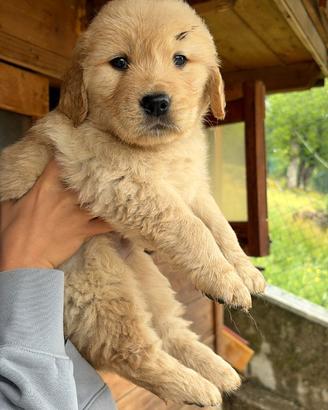 Golden Retriever