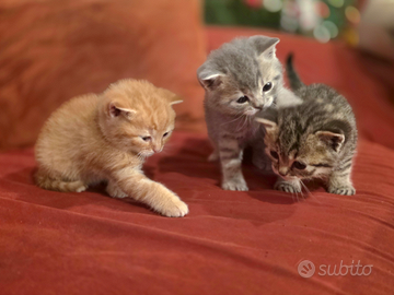 Gattini Scottish straight