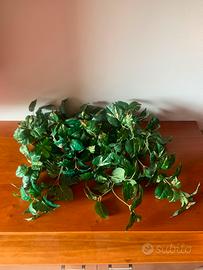 Foglie finte di pothos variegato ornamentali