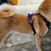 2 pettorine trail - Dukier design