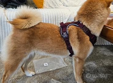 2 pettorine trail - Dukier design