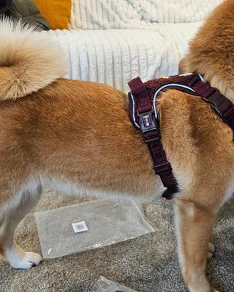 2 pettorine trail - Dukier design