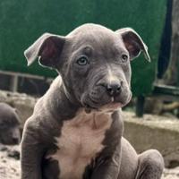 Cuccioli di pitbull blue nose alta genealogia