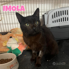 Imola gattina nera di 7 mesi