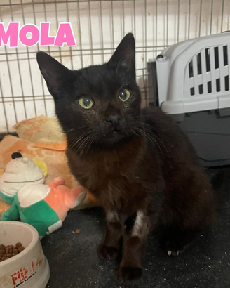 Imola gattina nera di 7 mesi