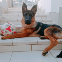 Cucciolo da Pastore Tedesco