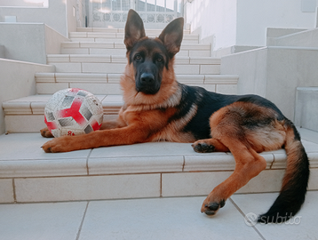 Cucciolo da Pastore Tedesco