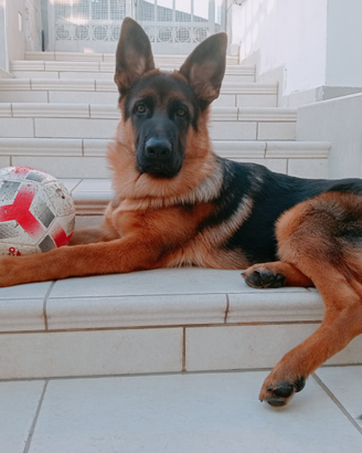 Cucciolo da Pastore Tedesco