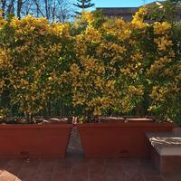 Vasi grandi con siepe