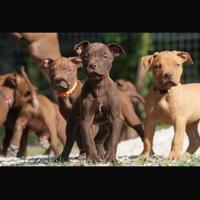 Disponibili cuccioli Americani Pitbull Terrier