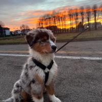 Cucciolo pastore australiano