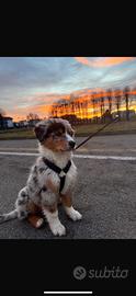 Cucciolo pastore australiano