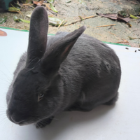 Conigli blu di Vienna