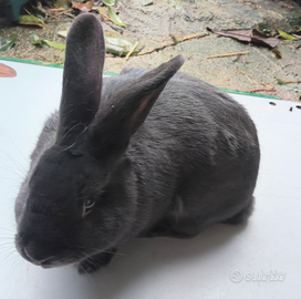 Conigli blu di Vienna