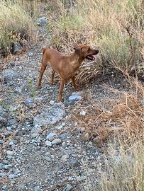 Cane caccia coniglio