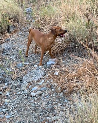 Cane caccia coniglio