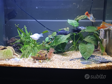 Acquario completo di tutto