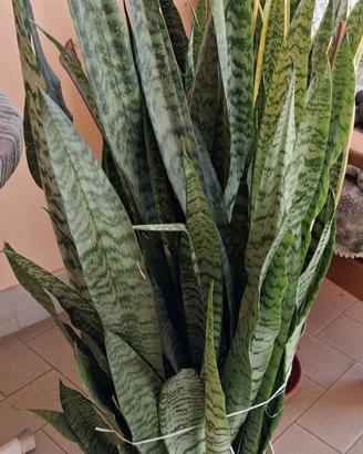 vaso grande di sanseverie 