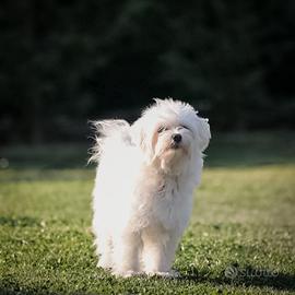 Maltese femmina