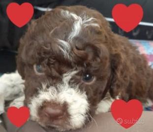 Cuccioli Lagotto Romagnolo pedigree Roy