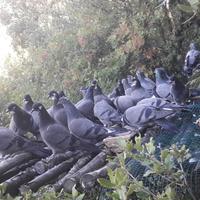 Piccioni Volantini da richiamo