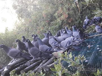 Piccioni Volantini da richiamo