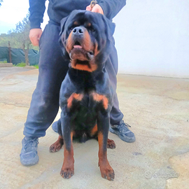 Stallone rottweiler