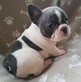 Cuccioli di bulldog francese di 2 mesi ad Aosta