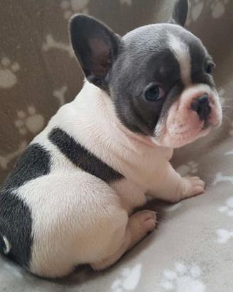 Cuccioli di bulldog francese di 2 mesi ad Aosta