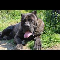 Cuccioli di cane corso