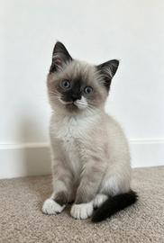 Scottish fold / straight