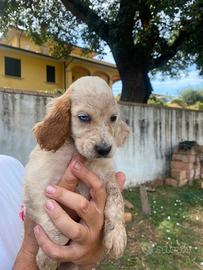 Cani da caccia