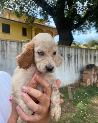 Cani da caccia
