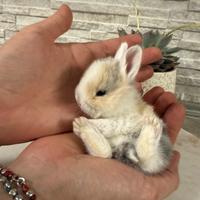 Coniglietti nani minilop mini toy