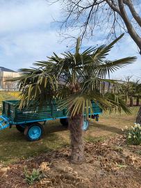 Palme da giardino