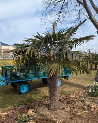 Palme da giardino