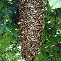 API- recupero sciami/nidi