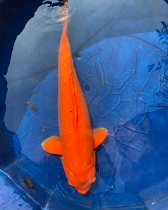 Carpa koi